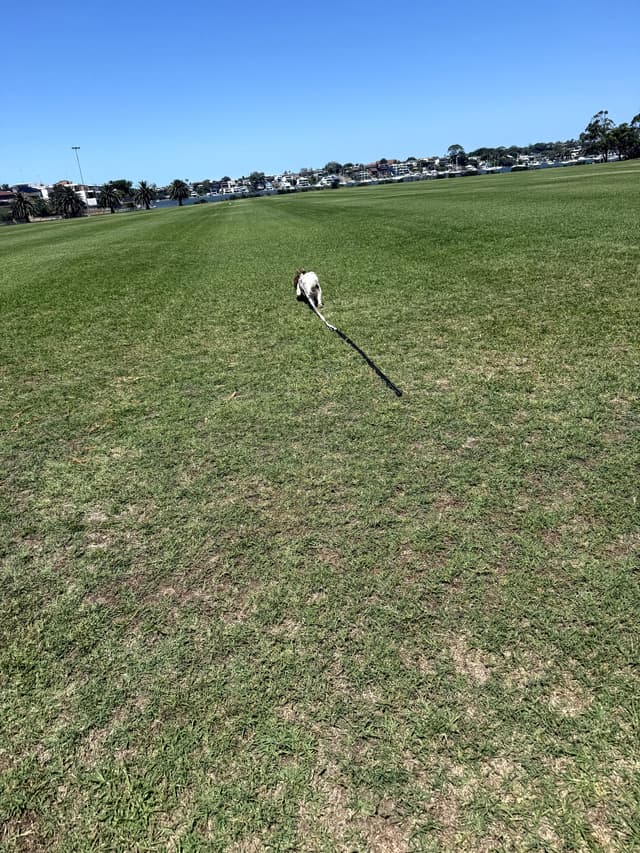 Graziella happy after the walk