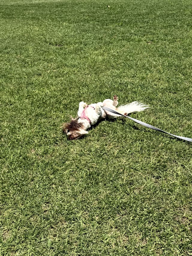 Graziella enjoying the walk