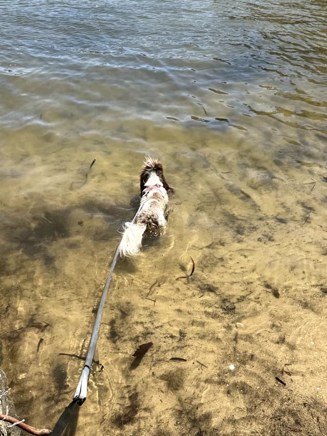 Graziella rolling in the grass