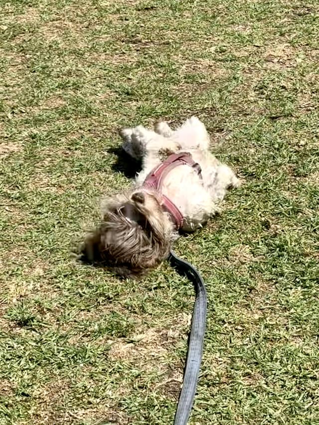 Graziella at the park